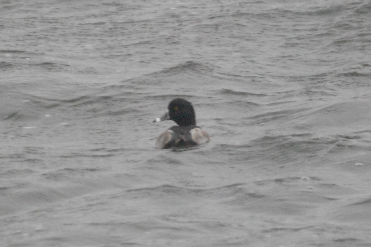 polák proužkozobý - ML644623109