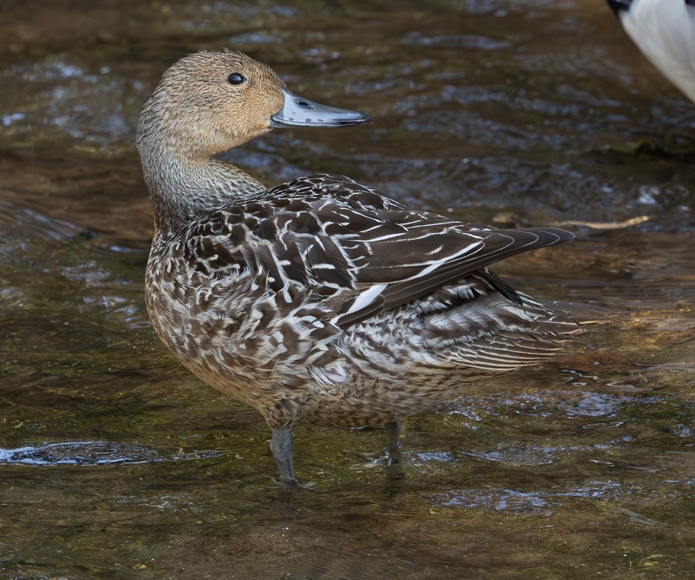 ostralka štíhlá - ML644623110