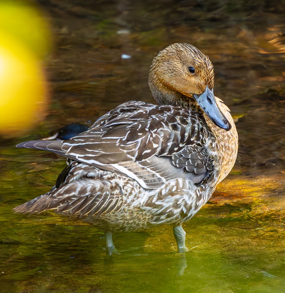 ostralka štíhlá - ML644623111