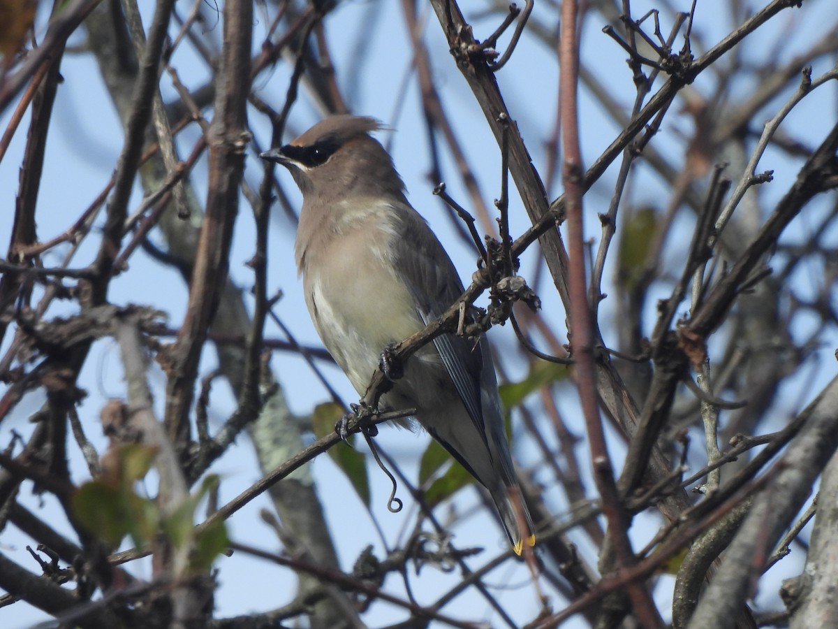 brkoslav americký - ML644623112