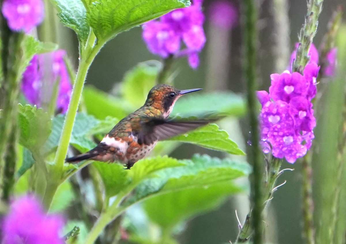 koketka límečková - ML644623113