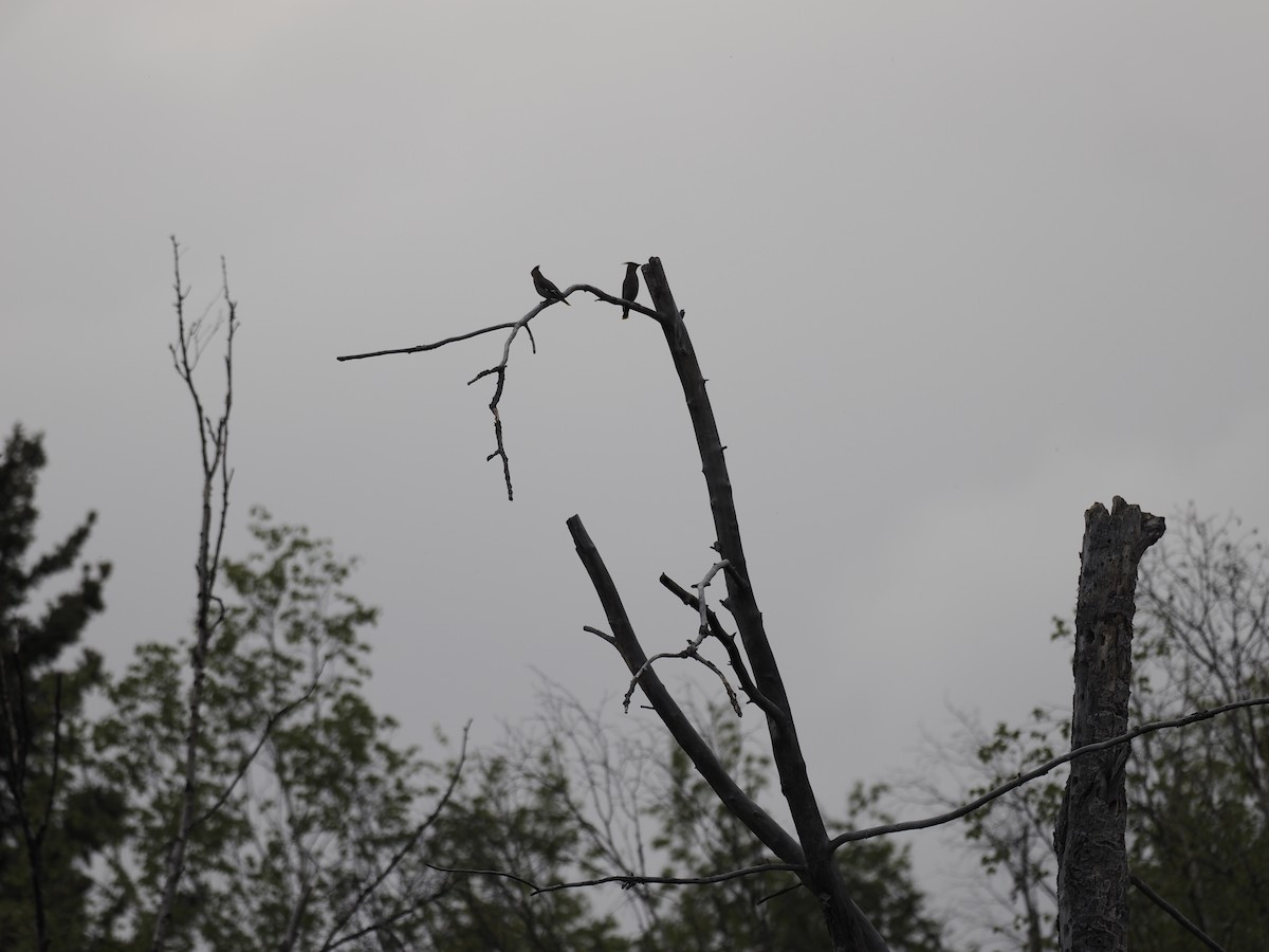 brkoslav severní - ML644623114