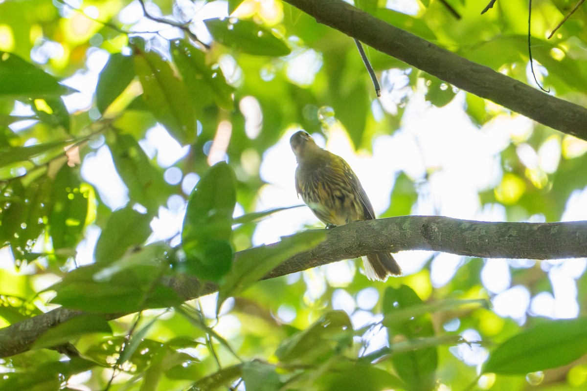 medosavka černočapková - ML644623116