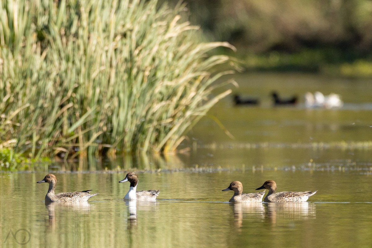 ostralka štíhlá - ML644623124