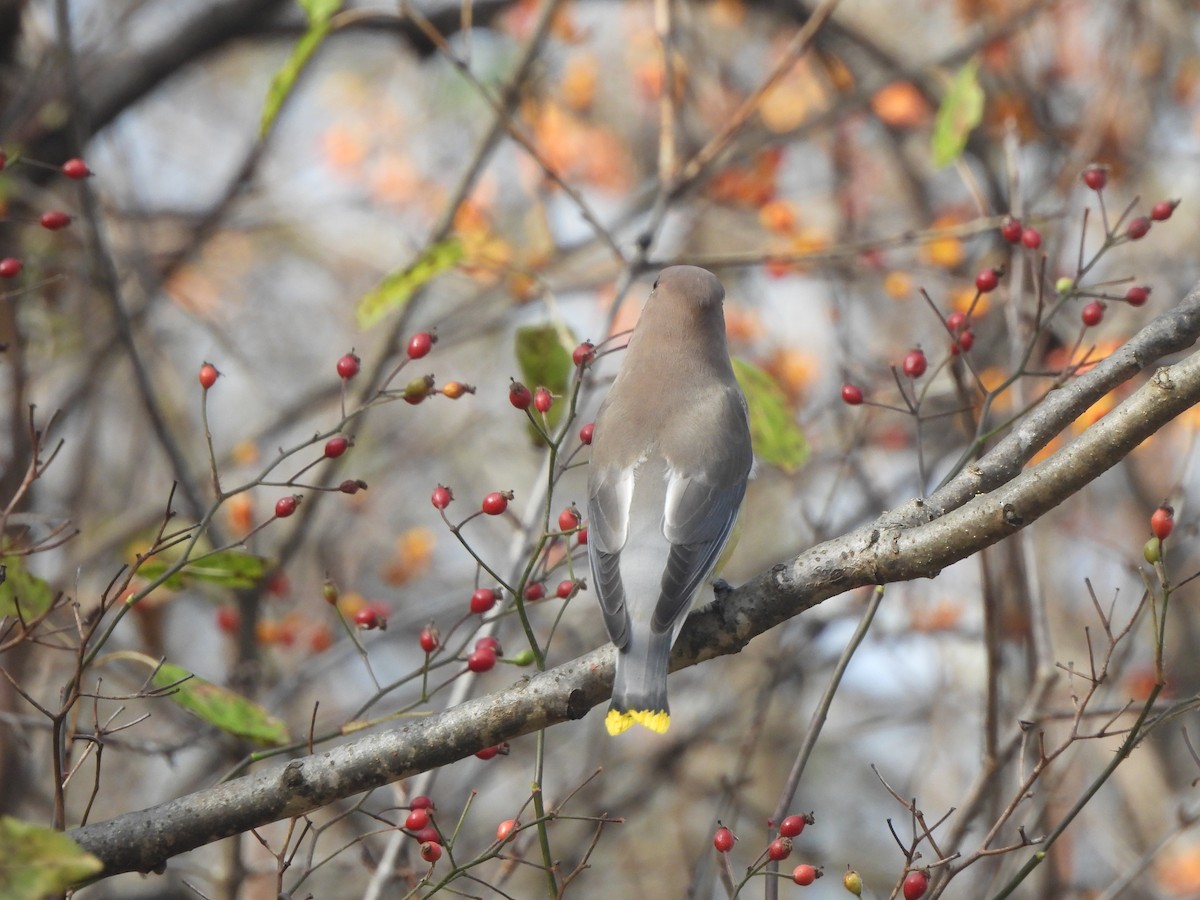 Sedir İpekkuyruğu - ML644623125