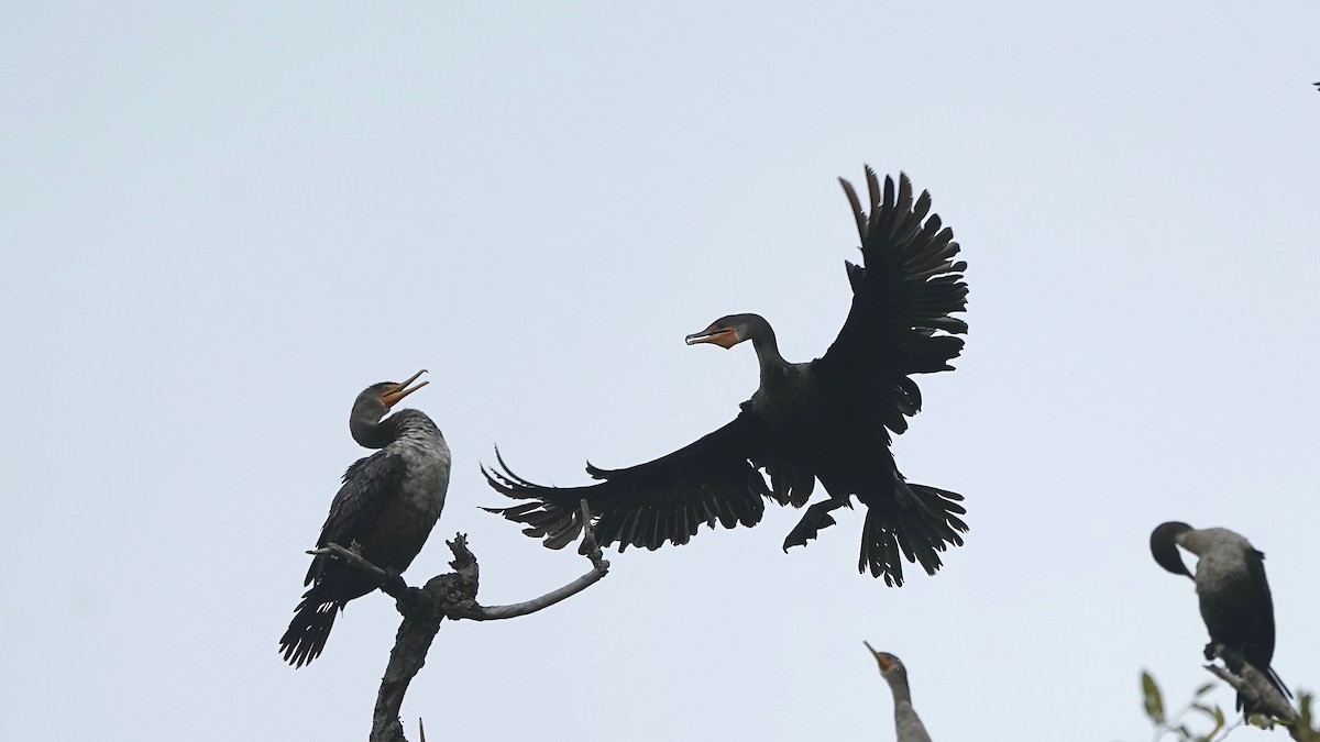 Kulaklı Karabatak - ML644623127