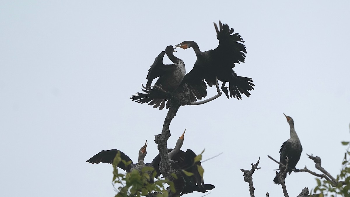 Kulaklı Karabatak - ML644623135