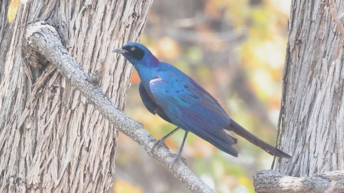 Burchell's Starling - ML644623137