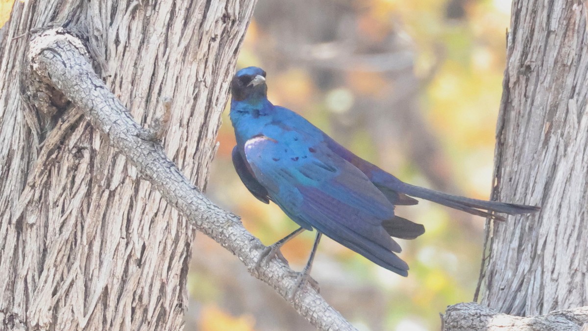 Burchell's Starling - ML644623139