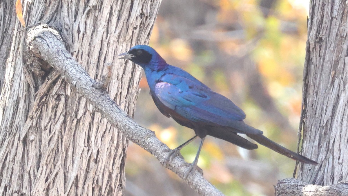 Burchell's Starling - ML644623142