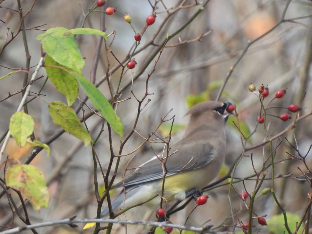 Sedir İpekkuyruğu - ML644623143
