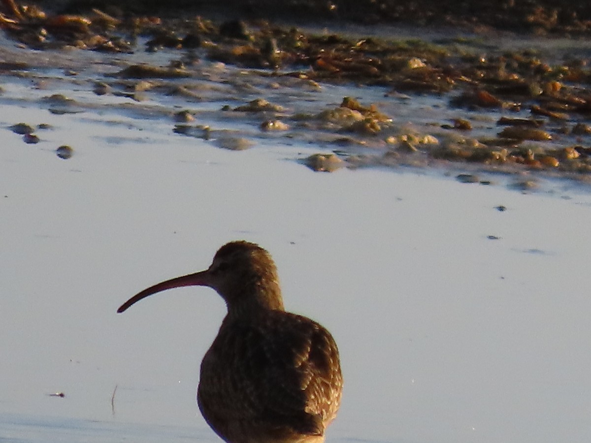 Кульон американський - ML644623156