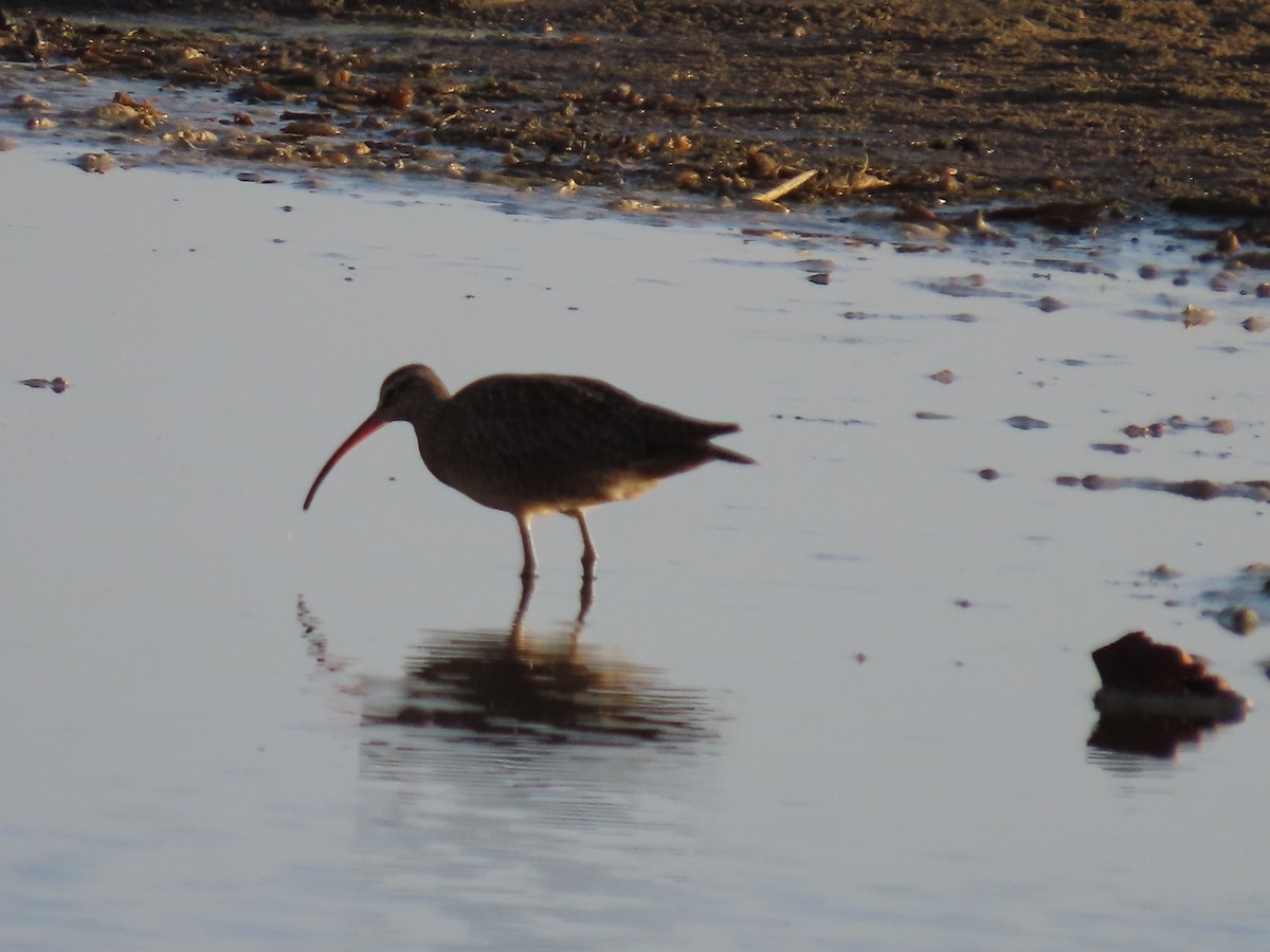 Кульон американський - ML644623157