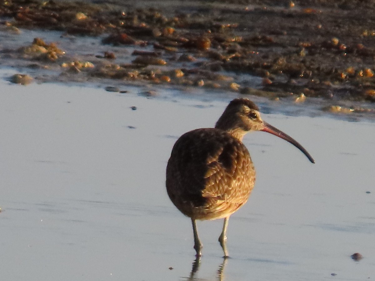 Кульон американський - ML644623158