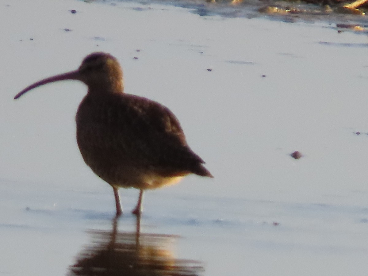 Кульон американський - ML644623159