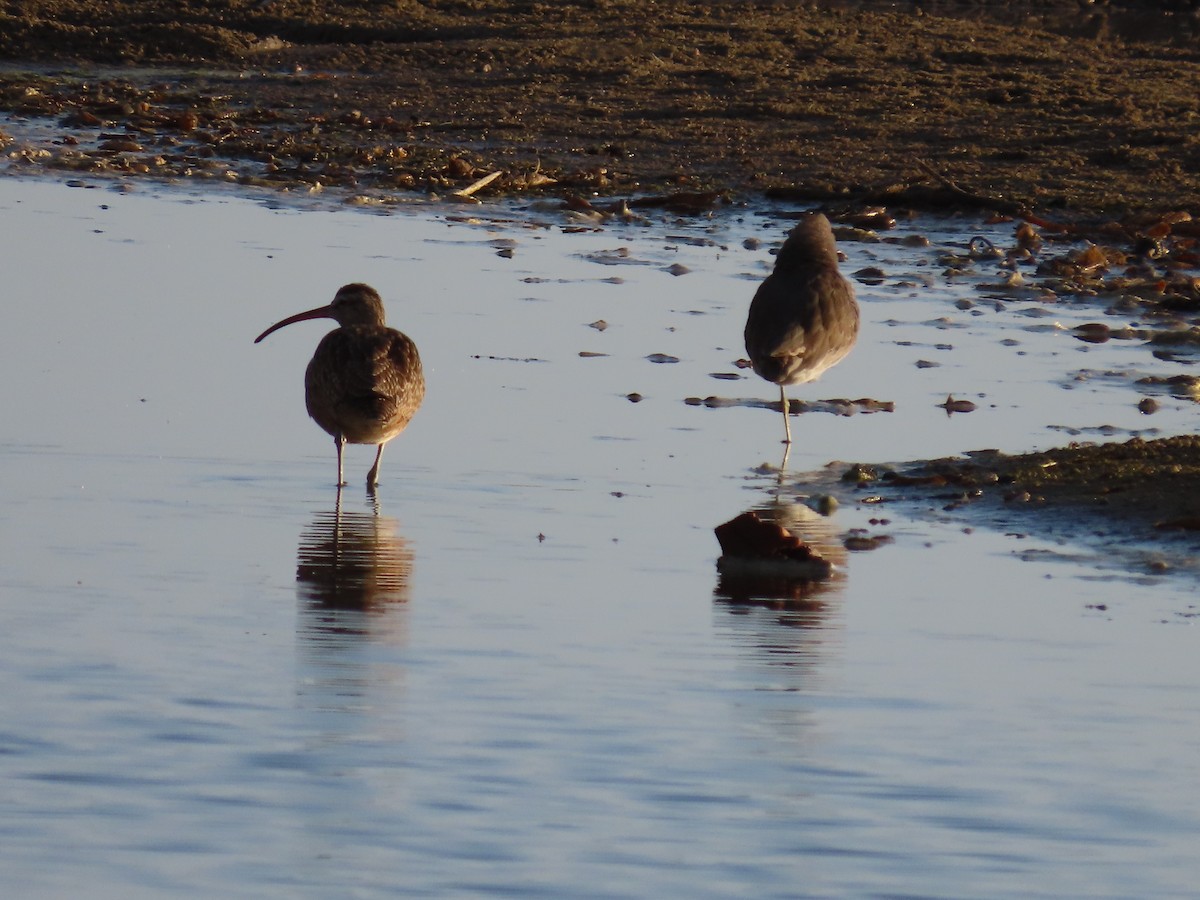 Кульон американський - ML644623160