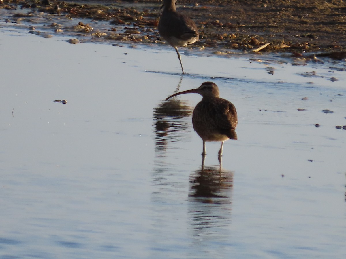 Кульон американський - ML644623161