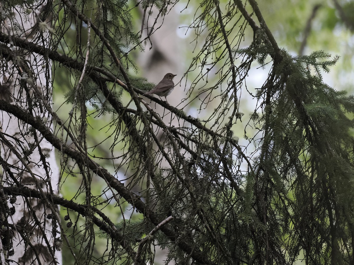 Swainson's Thrush - ML644623163