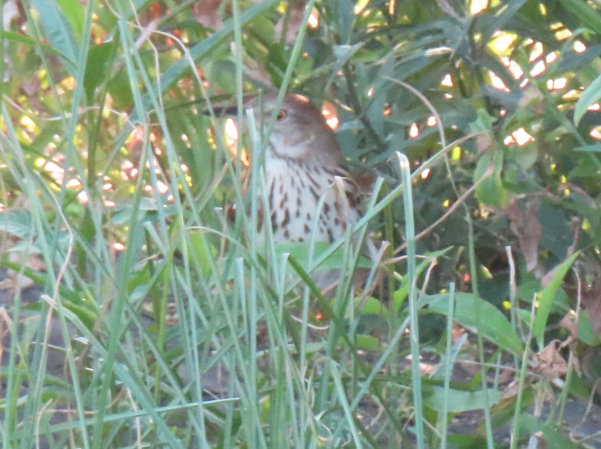 Brown Thrasher - ML644623165