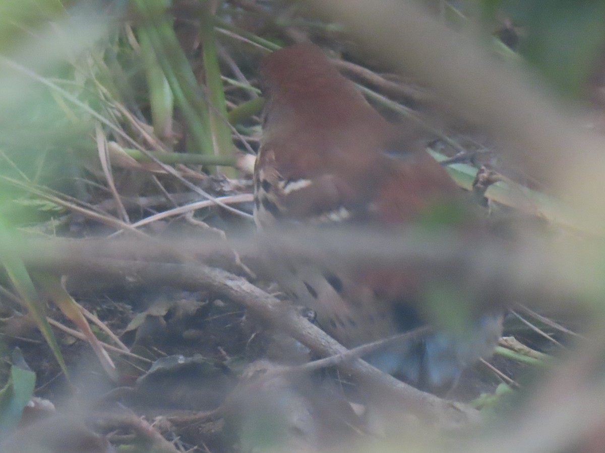 Brown Thrasher - ML644623166