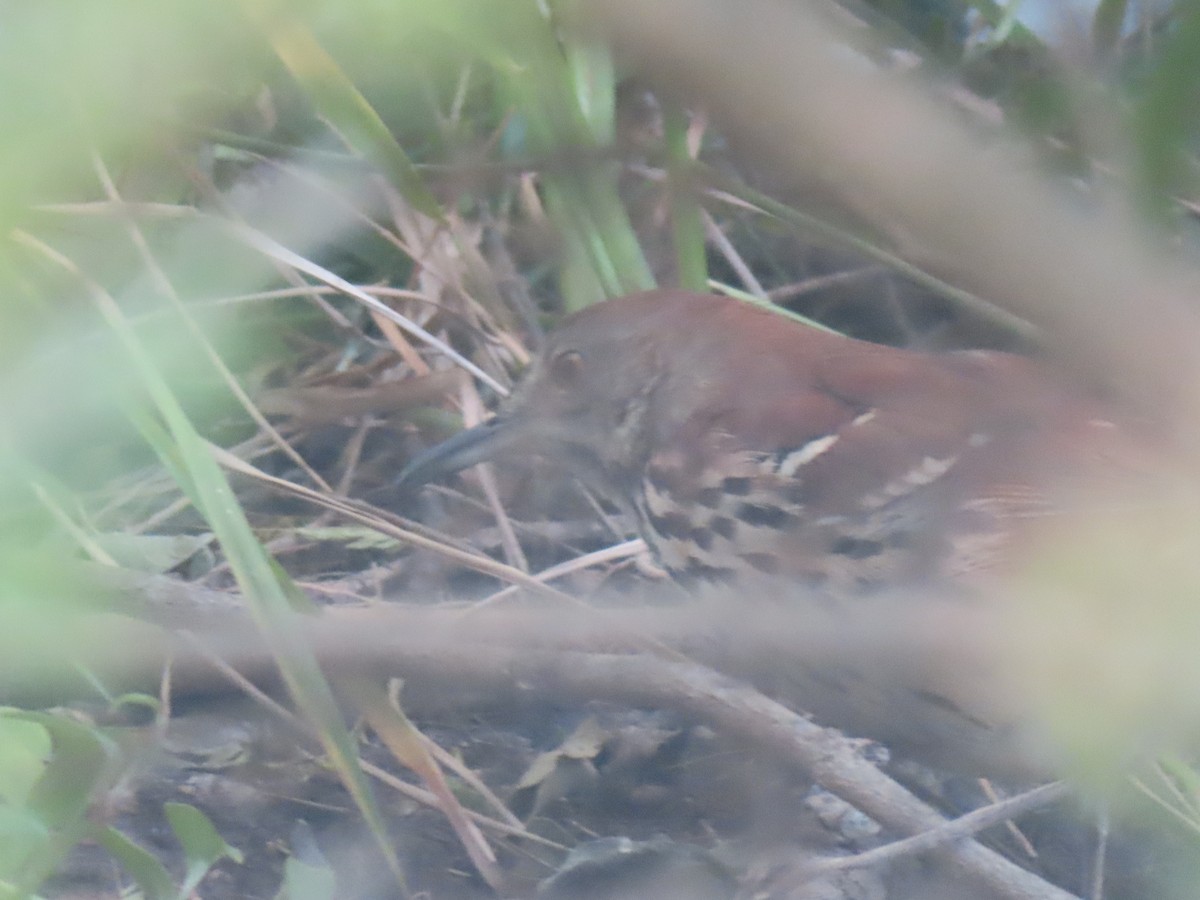 Brown Thrasher - ML644623167