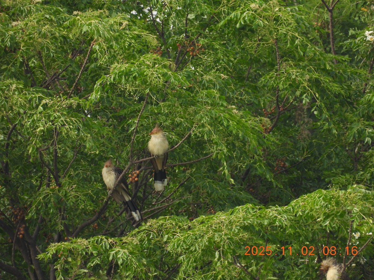 Guira Cuckoo - ML644623168