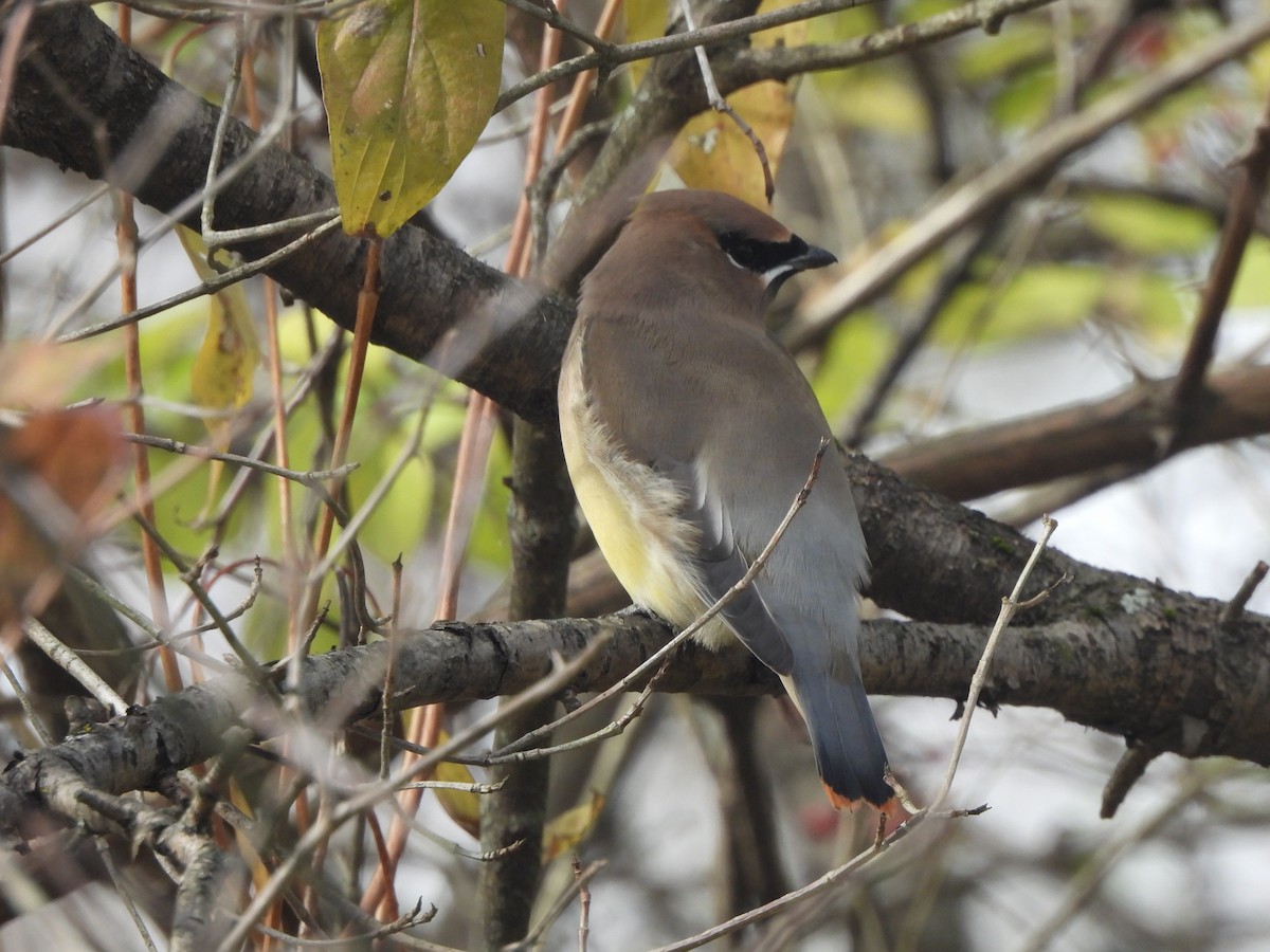 Sedir İpekkuyruğu - ML644623169