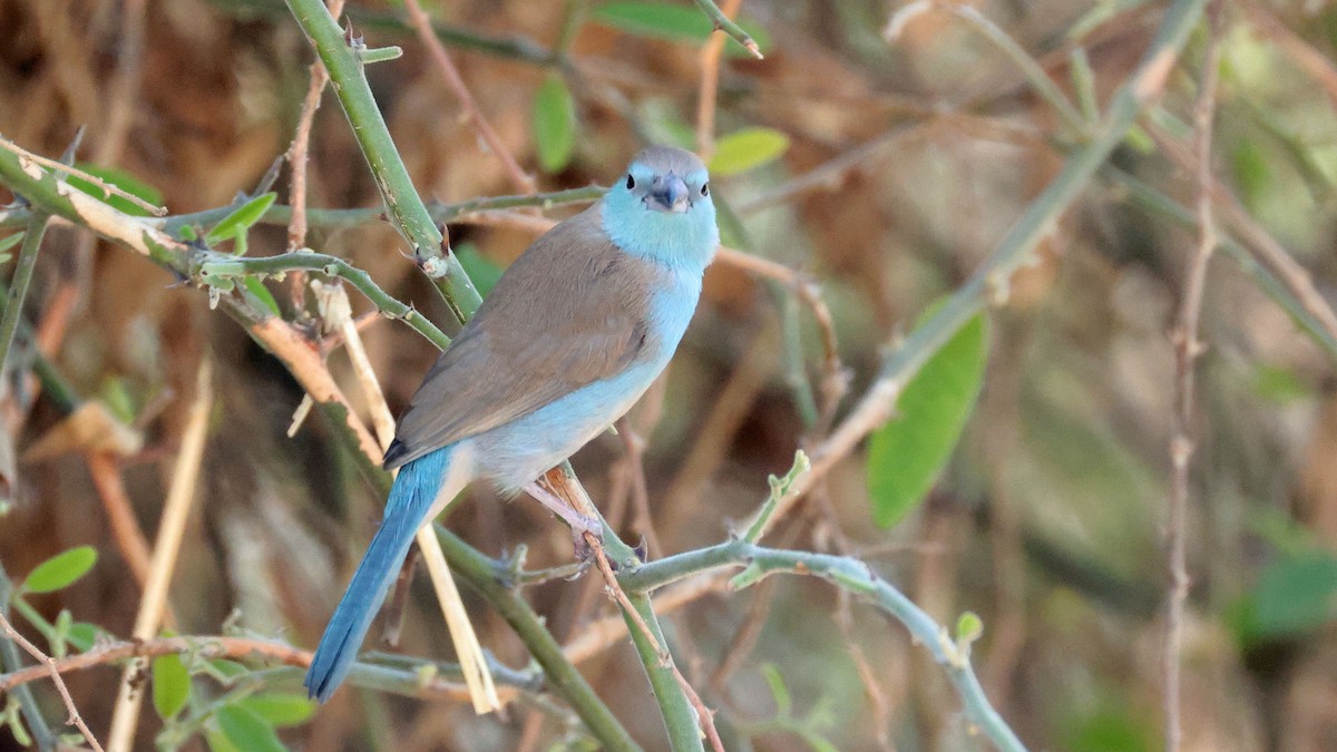 Southern Cordonbleu - ML644623175