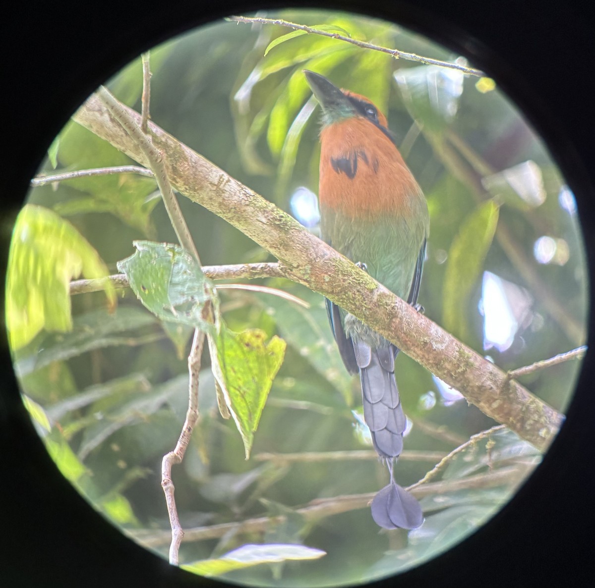 Broad-billed Motmot - ML644623182