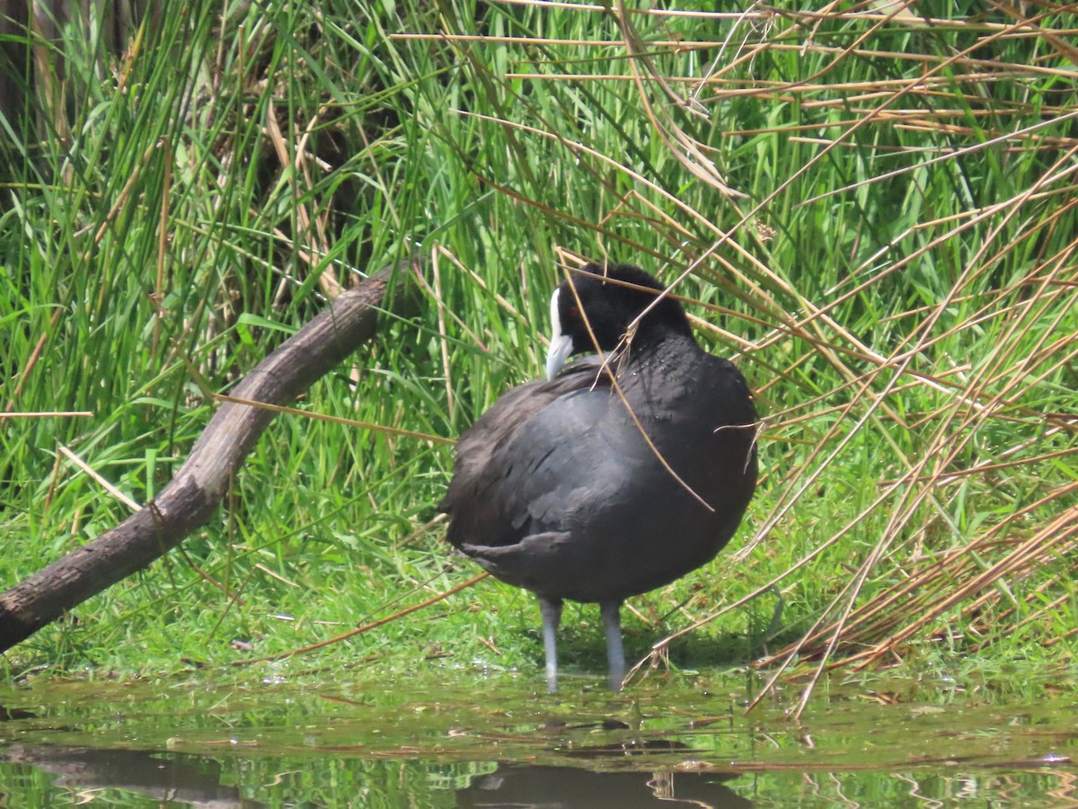 Лиска звичайна - ML644623184