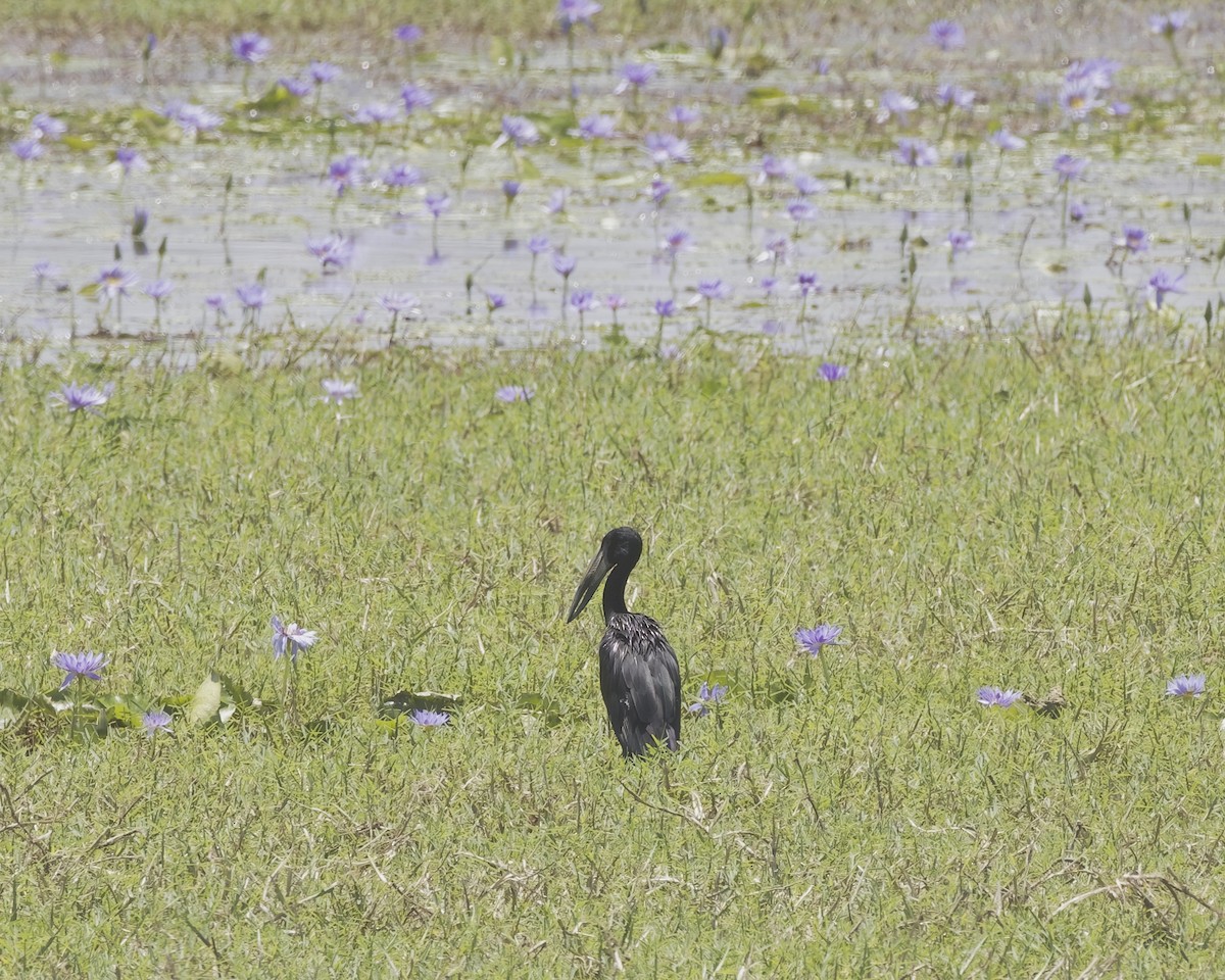 Matxardamoko beltza - ML644623188