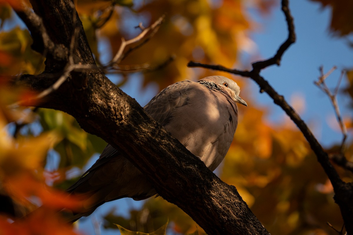 Spotted Dove (Eastern) - ML644623189