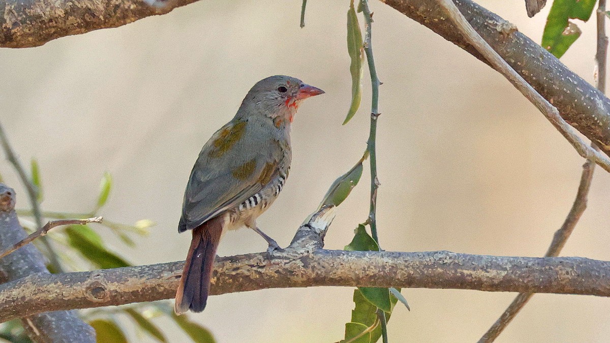 Green-winged Pytilia - ML644623191