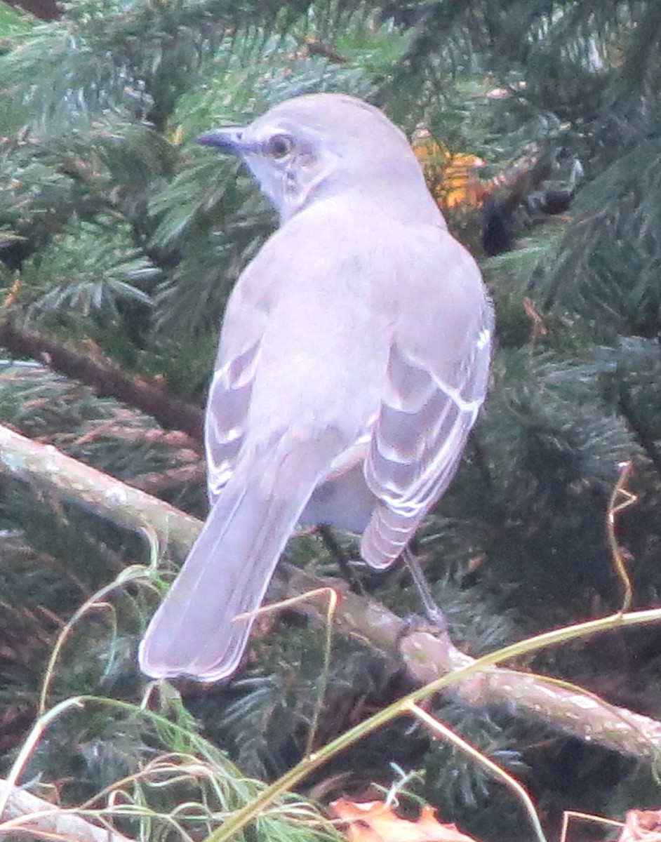 Northern Mockingbird - ML644623192