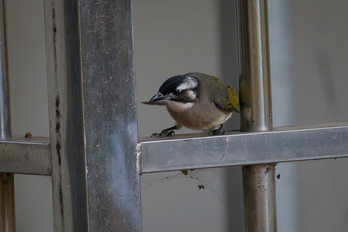 Light-vented Bulbul (sinensis) - ML644623193