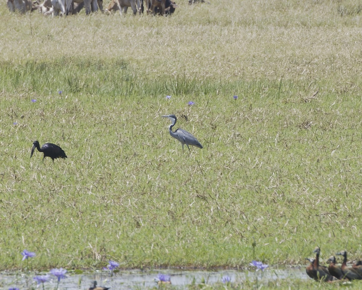 Black-headed Heron - ML644623194