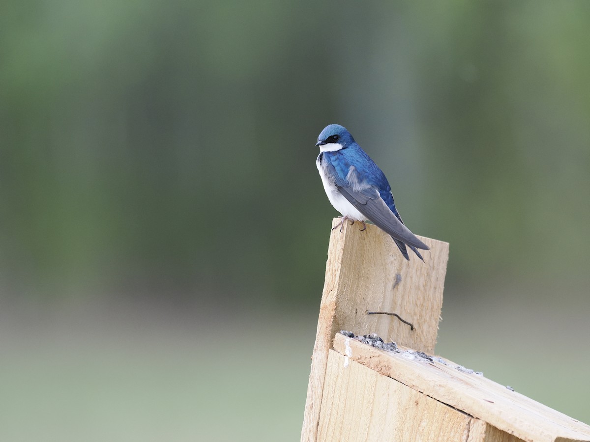 Tree Swallow - ML644623195
