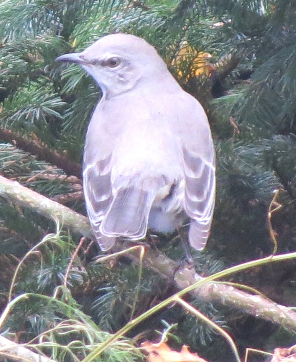 Northern Mockingbird - ML644623196