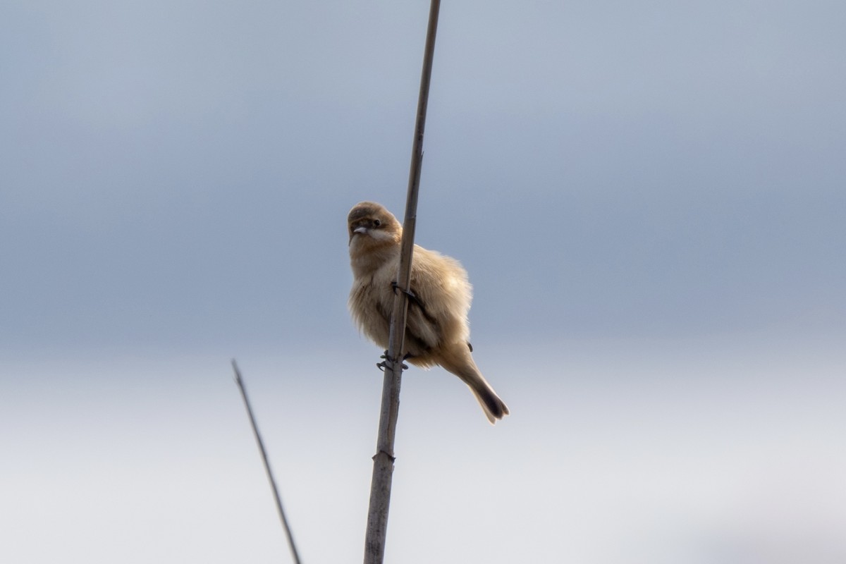 Chinese Penduline-Tit - ML644623198