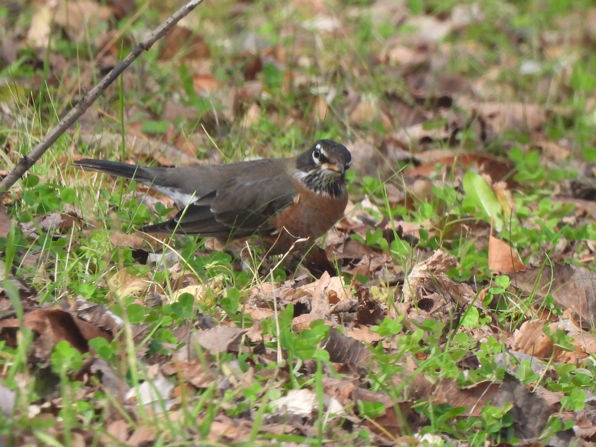 American Robin - ML644623200