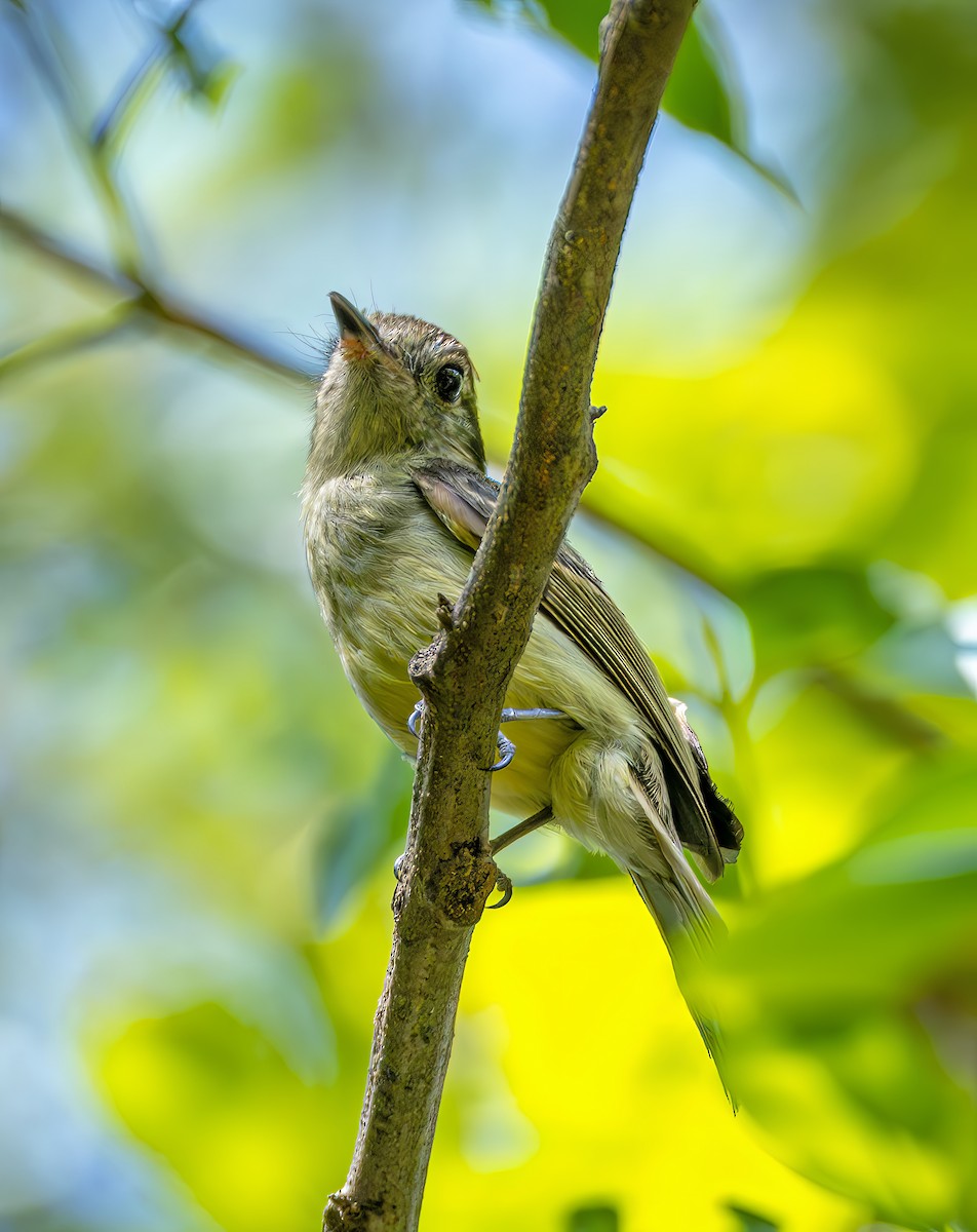 Sepia-capped Flycatcher - ML644623201