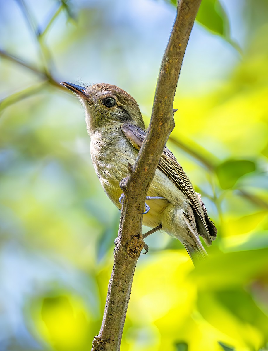 Sepia-capped Flycatcher - ML644623202