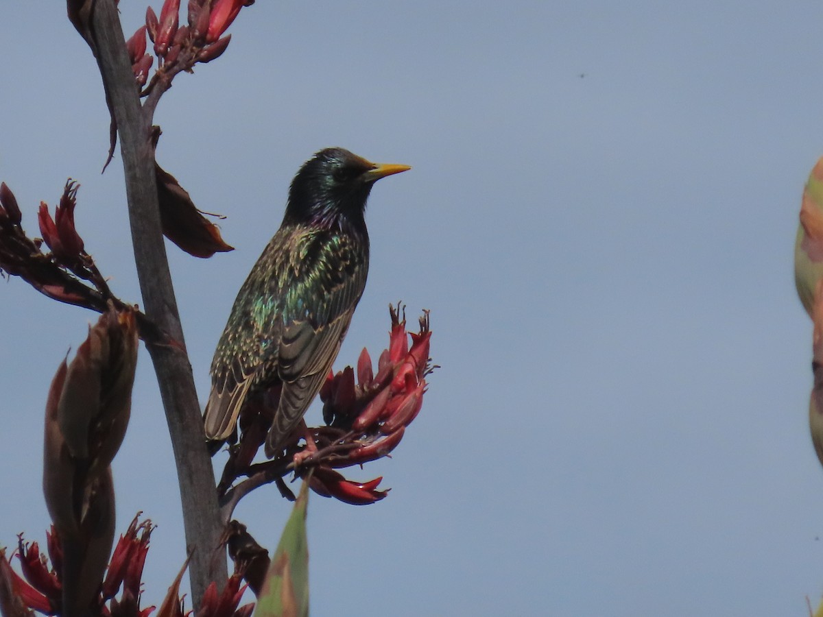 European Starling - ML644623203