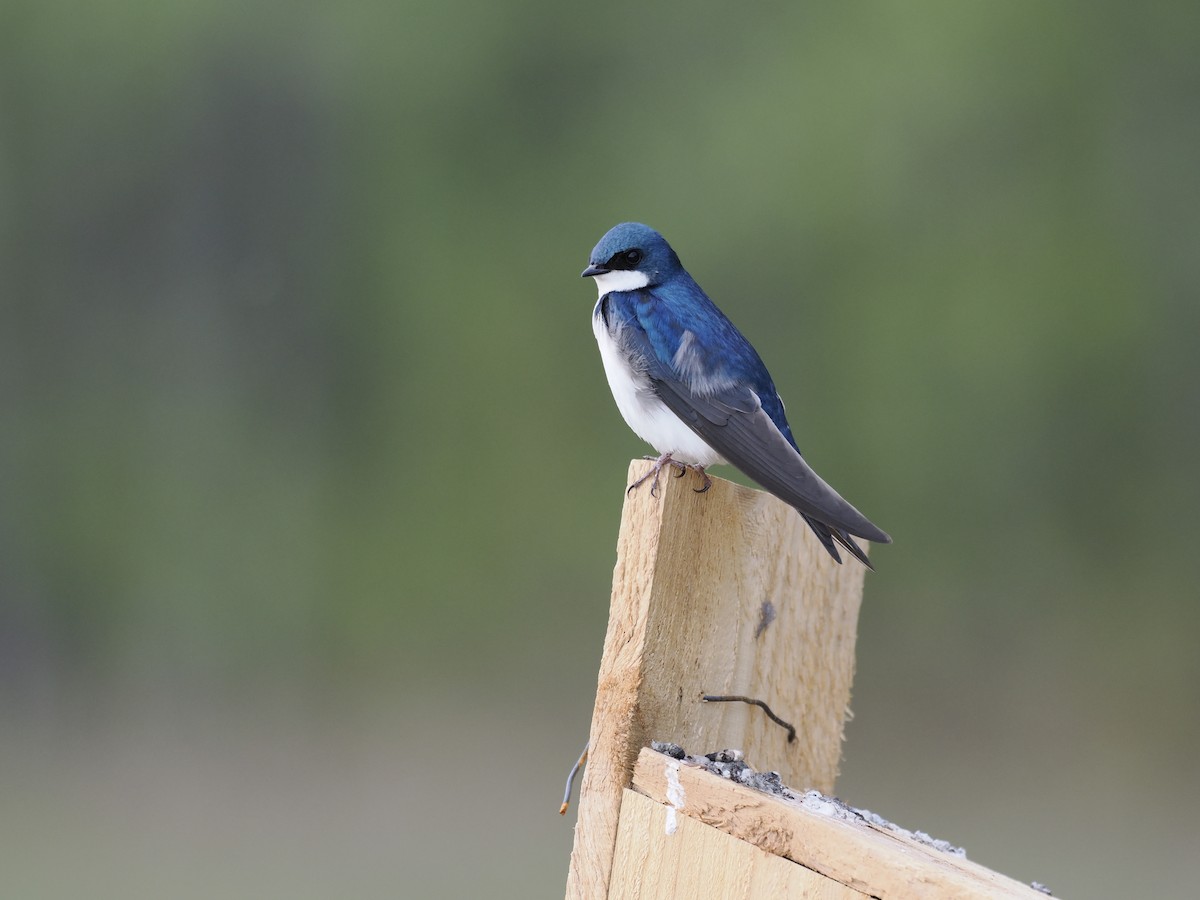 Tree Swallow - ML644623204