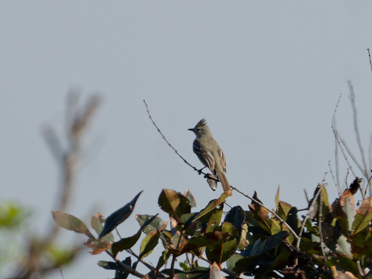 Plain-crested Elaenia - ML644623205
