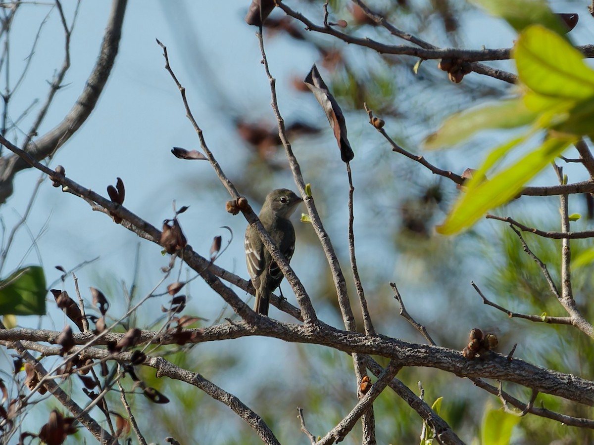 Lesser Elaenia - ML644623207