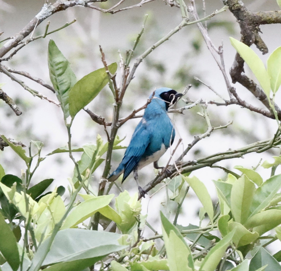 Swallow Tanager - ML644623208