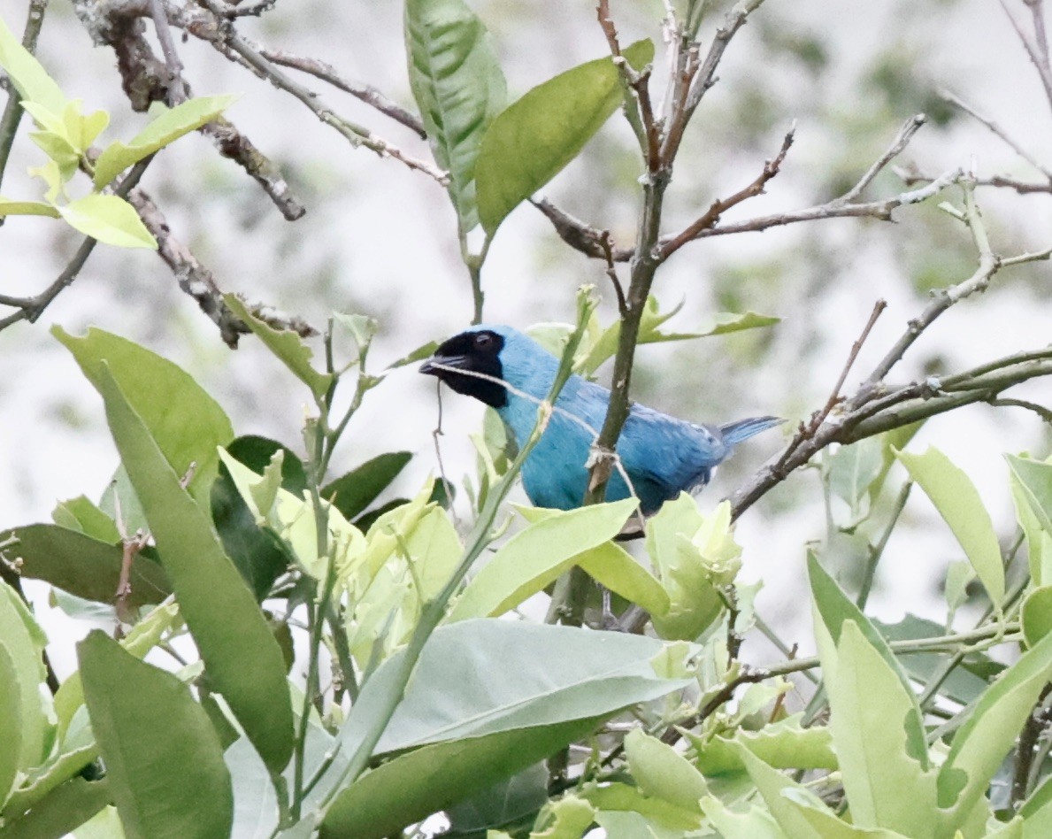 Swallow Tanager - ML644623209