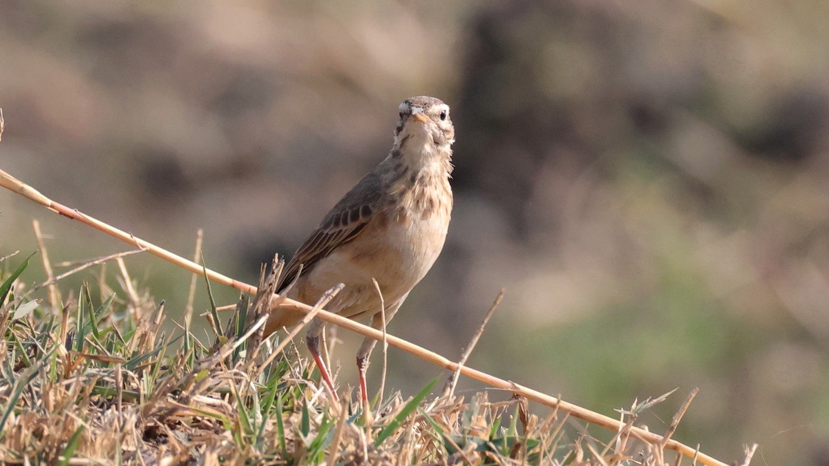 African Pipit - ML644623211