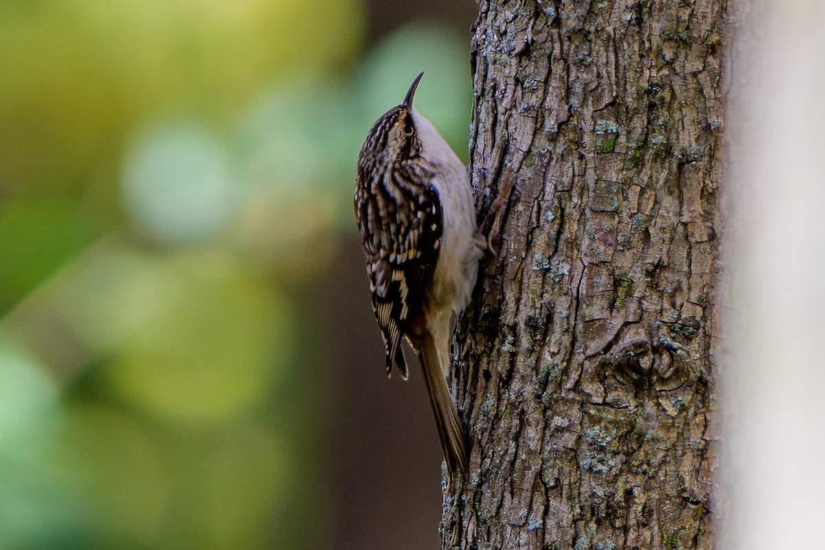 Brown Creeper - ML644623213